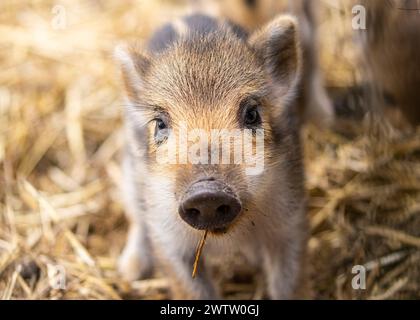 Borken, Münsterland, Deutschland. März 2024. Die Quietscher erkunden ihren weichen Strohplatz. Mehrere kleine Wildschweinchen (Sus scrofa), auch als eurasisches Wildschwein bekannt, wurden diese Woche im Frankenhof Wildlife Park bei Borken geboren. Die Tiere leben in weiblich dominierten Gruppen (Sounder) in einem großen Waldgehege im Park. Quelle: Imageplotter/Alamy Live News Stockfoto