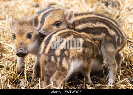 Borken, Münsterland, Deutschland. März 2024. Die Quietscher erkunden ihren weichen Strohplatz. Mehrere kleine Wildschweinchen (Sus scrofa), auch als eurasisches Wildschwein bekannt, wurden diese Woche im Frankenhof Wildlife Park bei Borken geboren. Die Tiere leben in weiblich dominierten Gruppen (Sounder) in einem großen Waldgehege im Park. Quelle: Imageplotter/Alamy Live News Stockfoto