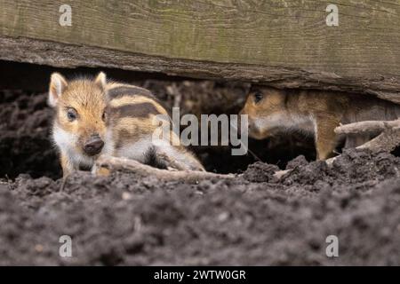 Borken, Münsterland, Deutschland. März 2024. Die Quietscher erkunden ihren weichen Strohplatz. Mehrere kleine Wildschweinchen (Sus scrofa), auch als eurasisches Wildschwein bekannt, wurden diese Woche im Frankenhof Wildlife Park bei Borken geboren. Die Tiere leben in weiblich dominierten Gruppen (Sounder) in einem großen Waldgehege im Park. Quelle: Imageplotter/Alamy Live News Stockfoto