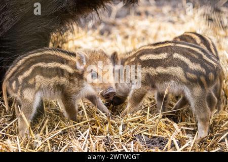 Borken, Münsterland, Deutschland. März 2024. Die Quietscher erkunden ihren weichen Strohplatz. Mehrere kleine Wildschweinchen (Sus scrofa), auch als eurasisches Wildschwein bekannt, wurden diese Woche im Frankenhof Wildlife Park bei Borken geboren. Die Tiere leben in weiblich dominierten Gruppen (Sounder) in einem großen Waldgehege im Park. Quelle: Imageplotter/Alamy Live News Stockfoto