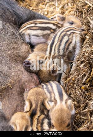 Borken, Münsterland, Deutschland. März 2024. Sieben Quietscher kuscheln sich zu einer Sau. Mehrere kleine Wildschweinchen (Sus scrofa), auch als eurasisches Wildschwein bekannt, wurden diese Woche im Frankenhof Wildlife Park bei Borken geboren. Die Tiere leben in weiblich dominierten Gruppen (Sounder) in einem großen Waldgehege im Park. Quelle: Imageplotter/Alamy Live News Stockfoto