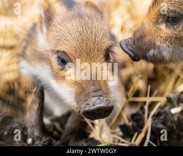 Borken, Münsterland, Deutschland. März 2024. Die Quietscher erkunden ihren weichen Strohplatz. Mehrere kleine Wildschweinchen (Sus scrofa), auch als eurasisches Wildschwein bekannt, wurden diese Woche im Frankenhof Wildlife Park bei Borken geboren. Die Tiere leben in weiblich dominierten Gruppen (Sounder) in einem großen Waldgehege im Park. Quelle: Imageplotter/Alamy Live News Stockfoto