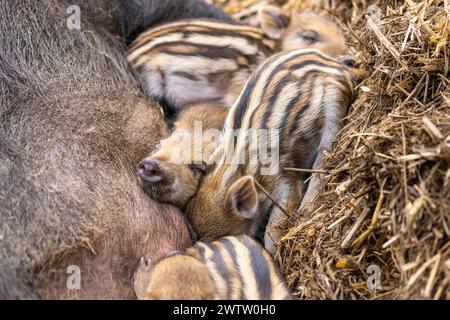 Borken, Münsterland, Deutschland. März 2024. Sieben Quietscher kuscheln sich zu einer Sau. Mehrere kleine Wildschweinchen (Sus scrofa), auch als eurasisches Wildschwein bekannt, wurden diese Woche im Frankenhof Wildlife Park bei Borken geboren. Die Tiere leben in weiblich dominierten Gruppen (Sounder) in einem großen Waldgehege im Park. Quelle: Imageplotter/Alamy Live News Stockfoto