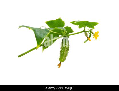 Gurkenpflanze. Gurke mit Blättern und Blumen isoliert auf weißem Hintergrund. Wachsende Gurkenpflanze im Garten. Stockfoto