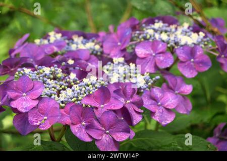 Lacecap Hydrangea (Hydrangea macrophyla normalis) - eine bigleaf-Hortensie mit auffälligen Blumenhaufen. Stockfoto