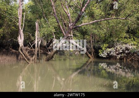 Wunderschöner Kanal, der durch den Wald von Sundarbans in Bangladesch führt. Dieses Foto wurde aus khulna, Bangladesch, aufgenommen. Stockfoto