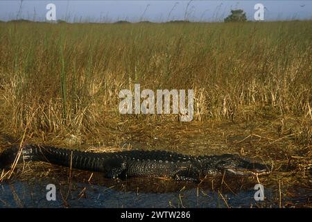 Amerikanischer Alligator, Alligator Mississippiensis, Everglades-Nationalpark, Florida, USA Stockfoto