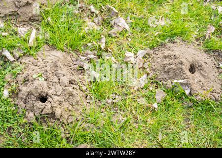 Ein kleines Loch im Boden. Maulwurfloch in der Steppe im Frühjahr. Stockfoto