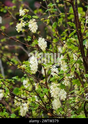 Frühlings-Racemes gefüllt mit weißen Blüten der hartblütigen, laubblütigen Johannisbeere, Ribes sanguineum „White Icicle“ Stockfoto