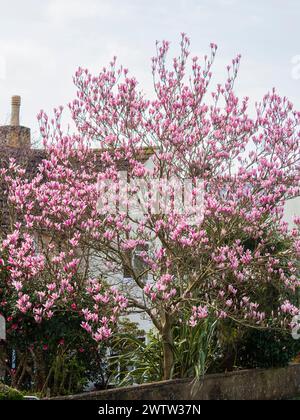 Rosafarbene Blüten des Gresham Hybrid-Magnolia „Raspberry Ice“ blühen im Frühjahr in einem Plympouth-Garten Stockfoto