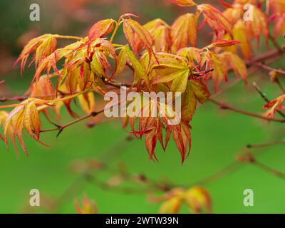 Hellorangefarbenes Frühlingslaub des harten japanischen Ahorns, Acer palmatum „Katsura“ Stockfoto