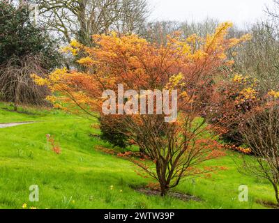 Hellorangefarbenes Frühlingslaub des harten japanischen Ahorns, Acer palmatum „Katsura“ Stockfoto