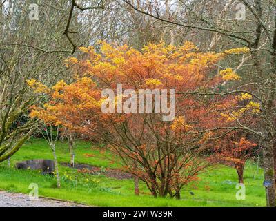 Hellorangefarbenes Frühlingslaub des harten japanischen Ahorns, Acer palmatum „Katsura“ Stockfoto