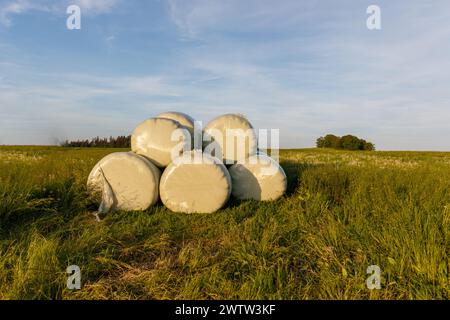 Heuballen, die in weiße Folie eingewickelt sind, werden im Winter Futter für Nutztiere liefern. Eine grüne Wiese im Hintergrund der untergehenden Sonne nach su Stockfoto