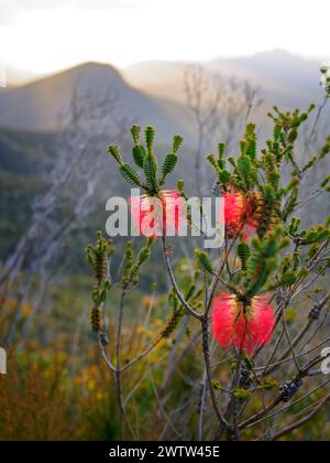 Stirling Range oder Koikyennuruff Landschaft, schöner Berg-Nationalpark in Western Australia, mit dem höchsten Gipfel Bluff Knoll. Ansicht durch Stockfoto