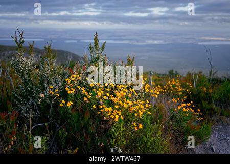 Stirling Range oder Koikyennuruff Landschaft, schöner Berg-Nationalpark in Western Australia, mit dem höchsten Gipfel Bluff Knoll. Ansicht durch Stockfoto