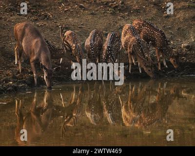 Chital oder Cheetal - Achsenachse auch Fleckhirsche, heimisch auf dem indischen Subkontinent, Herde trinken Wasser aus Wasserdamm im indischen Dschungel, Spiegel Refle Stockfoto