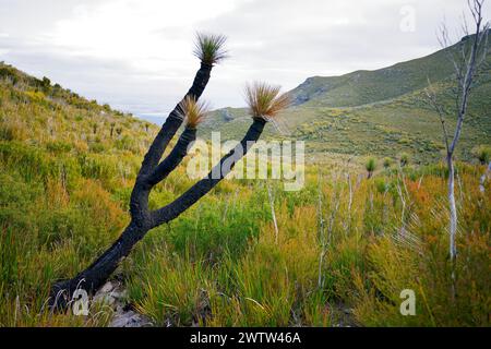 Stirling Range oder Koikyennuruff Landschaft, schöner Berg-Nationalpark in Western Australia, mit dem höchsten Gipfel Bluff Knoll. Ansicht durch Stockfoto