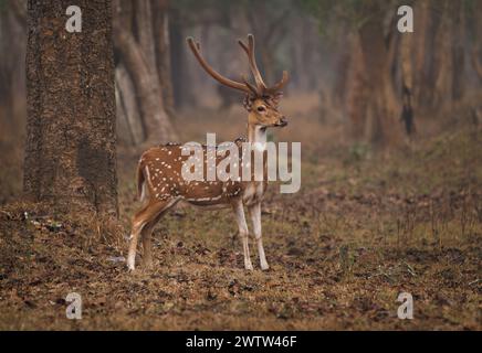 Chital oder Cheetal - Achsenachse auch Fleckhirsche, heimisch auf dem indischen Subkontinent, Porträt im indischen Dschungel, Erwachsene männliche mit großen Hörnern oder Geweih Stockfoto