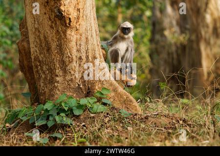 Schwarzfüßiger Grau oder Malabar Heiliger Langur - Semnopithecus hypoleucos, Alte Welt Blatt fressender Affe in Südindien, junger Affe sitzt in t Stockfoto