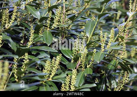 Neophyten und ungeeignete Gartenpflanzen Knospen und Blte des giftigen  Kirschlorbeer, auch Lorbeerkirsche genannt, als Sichtschutz in Form einer  Heckenpflanze, der als invasiver Neophyt eingestuft ist. *** Neophyten und  ungeeignete Gartenpflanzen ...