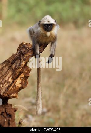 Schwarzfüßiger Grau oder Malabar Heiliger Langur - Semnopithecus hypoleucos, Alte Welt Blatt fressender Affe in Südindien, junger Affe sitzt in t Stockfoto