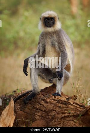Schwarzfüßiger Grau oder Malabar Heiliger Langur - Semnopithecus hypoleucos, Alte Welt Blatt fressender Affe in Südindien, junger Affe sitzt in t Stockfoto