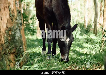 Ein schwarzes Pferd weidet in einem grünen Wald auf einer Rodung mit üppigem Gras zwischen hohen Bäumen Stockfoto