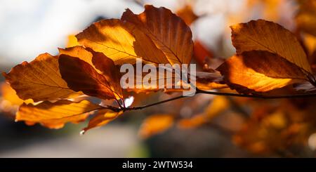 Die Kupferbuche (Fagus sylvatica purpurea) verlässt den Hintergrund. Horizontales Banner. Stockfoto