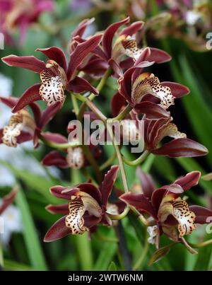 Orchidee, Cymbidium Prince George, Cymbidiinae, Orchidaceae. Stockfoto