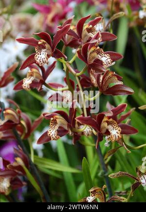 Orchidee, Cymbidium Prince George, Cymbidiinae, Orchidaceae. Stockfoto