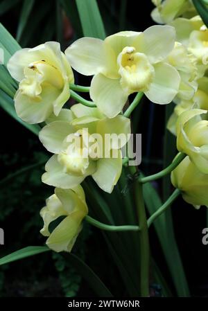 Orchidee, Cymbidium Mont Mallet, Cymbidiinae, Orchidaceae. Stockfoto