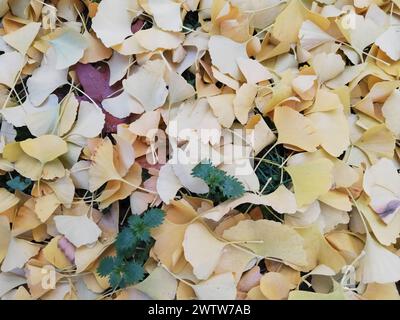 Vibrant Yellow Ginkgo Leaves Captured from Above in Autumn, Germany, Moenchengladbach Stock Photo