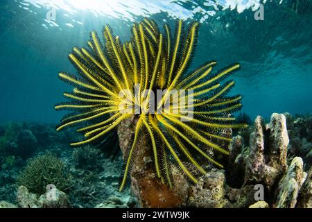 Ein gelber Krinoid, oder Federstern, hängt an einem artenreichen Riff in Raja Ampat, Indonesien. Diese Region ist bekannt als das Herz des Korallendreiecks. Stockfoto