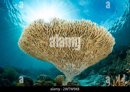 Eine zerbrechliche, aber schnell wachsende Tafelkoralle, Acropora sp., wächst an einem artenreichen Riff in Raja Ampat, Indonesien. Diese Region ist bekannt als das Herz des C Stockfoto