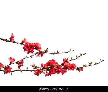 Zweige mit japanischen Quittenblüten isoliert auf weiß mit Beschneidungspfad, geeignet für Rahmen und Rahmen als grafische Ressource Stockfoto