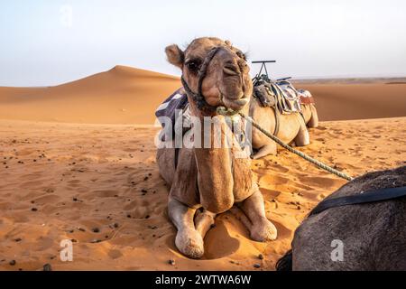 Abenteuer in marokko: Dromedaren in den Sanddünen von Erg chebbi sahara Stockfoto