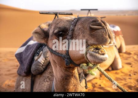 Abenteuer in marokko: Dromedaren in den Sanddünen von Erg chebbi sahara Stockfoto