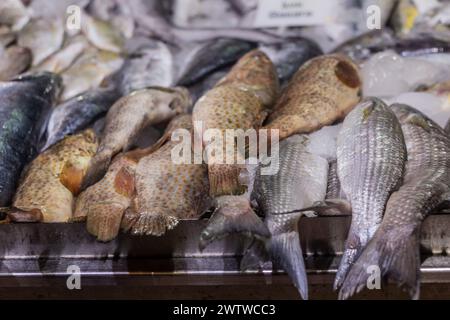 Fisch zum Verkauf auf dem Al Mina Market in Abu Dhabi, Vereinigte Arabische Emirate. Stockfoto