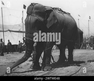 1930ER JAHRE ZIRKUS ELEFANTEN IN KETTEN GELEGT Stockfoto