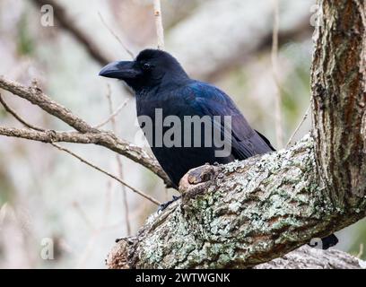 Eine Großschnabelkrähe (Corvus macrorhynchos), die auf einem Baum thront. Tokio, Japan. Stockfoto