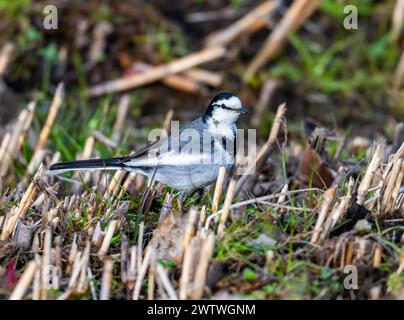 Ein Weißer Wagtail (Motacilla alba), der sich im Gras ernährt. Tokio, Japan. Stockfoto