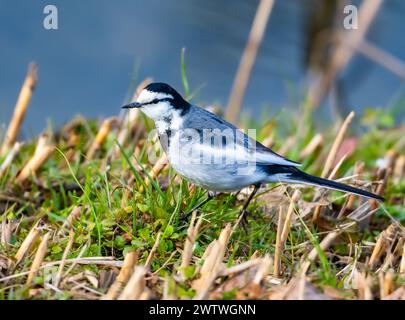 Ein Weißer Wagtail (Motacilla alba), der sich im Gras ernährt. Tokio, Japan. Stockfoto