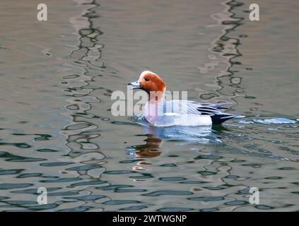 Eine männliche Eurasische Zauberin (Mareca penelope), die in einem Teich schwimmt. Tokio, Japan. Stockfoto