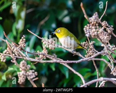 Ein krauerndes Weißauge (Zosterops japonicus), das sich von Samen ernährt. Tokio, Japan. Stockfoto