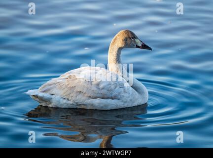 Ein junger Tundra-Schwan (Cygnus columbianus), der in einem See schwimmt. Chiba, Japan. Stockfoto