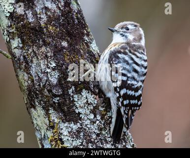 Ein japanischer Zwergspecht (Yungipicus kizuki), der auf einem Baum auf der Suche ist. Nagano, Japan. Stockfoto