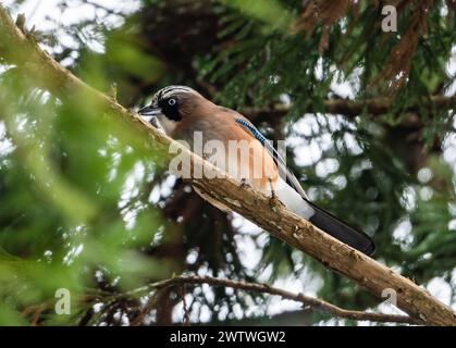 Ein eurasischer Jay (Garrulus glandarius), der sich auf einem Baum ernährt. Nagano, Japan. Stockfoto