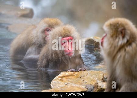 Schneeaffen oder japanischer Makaken (Macaca fuscata), die in heißen Quellen baden. Nagano, Japan. Stockfoto