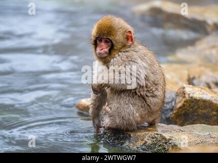 Ein junger Schneeaffe oder japanischer Makaken (Macaca fuscata), der in heißen Quellen ein Bad nimmt. Nagano, Japan. Stockfoto